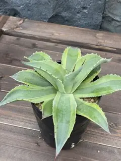 2026年最新】オルカ アガベの人気アイテム - メルカリ