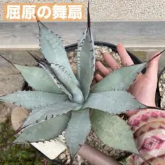 2026年最新】アガベ屈原の舞扇錦の人気アイテム - メルカリ