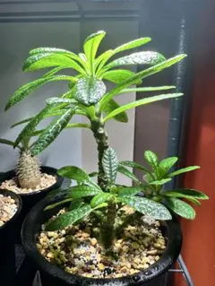 2026年最新】ドルステニア ギガス 種子の人気アイテム - メルカリ