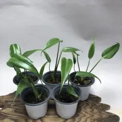 2026年最新】バールマルクスフレームの人気アイテム - メルカリ