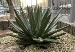 2026年最新】ニッケルシー 笹吹雪の人気アイテム - メルカリ