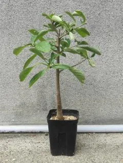 2026年最新】バオバブ 苗の人気アイテム - メルカリ