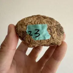 2026年最新】アデニア オバタの人気アイテム - メルカリ