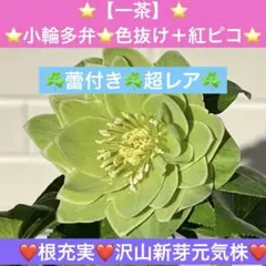 2026年最新】曽田園芸の人気アイテム - メルカリ