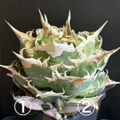 2026年最新】アガベ オアハカ 現地の人気アイテム - メルカリ