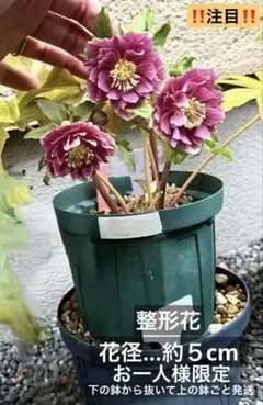 2026年最新】広瀬園芸 ソレイユの人気アイテム - メルカリ