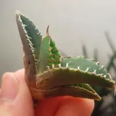 2026年最新】アガベ星空の人気アイテム - メルカリ