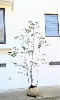 2026年最新】ソヨゴの人気アイテム - メルカリ