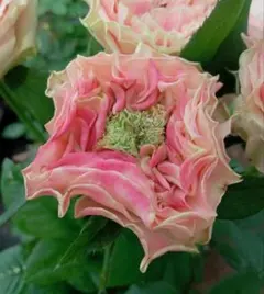 2026年最新】バラ苗 切花の人気アイテム - メルカリ