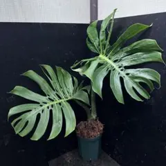 2026年最新】マクロコズム モンステラの人気アイテム - メルカリ