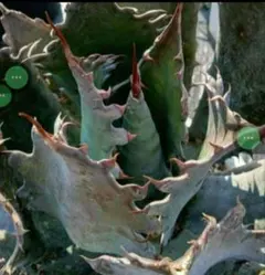 2026年最新】アガベ パラサナ ハイブリッドの人気アイテム - メルカリ