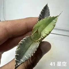 2026年最新】アガベ星空の人気アイテム - メルカリ