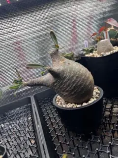 2026年最新】ホロンベンセ 現地球の人気アイテム - メルカリ