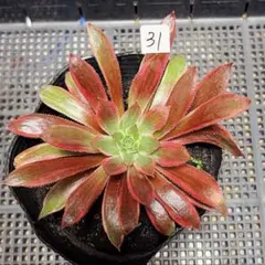 77#観葉植物アエオニウム❤️サラダボール中斑錦❤️大頭10cm 拔き苗