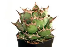 2026年最新】カクタスグリーン アガベの人気アイテム - メルカリ