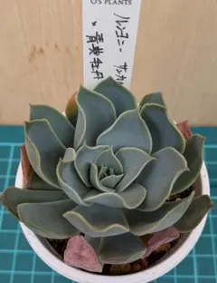 2026年最新】青典牡丹 多肉の人気アイテム - メルカリ