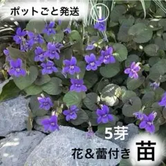 2026年最新】ビオラ 苗の人気アイテム - メルカリ