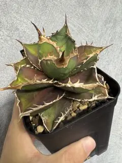 2026年最新】緋紅牡丹の人気アイテム - メルカリ