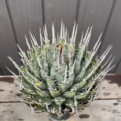 2026年最新】エボリスピナ 現地の人気アイテム - メルカリ