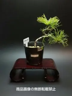 2026年最新】五葉松 実生の人気アイテム - メルカリ