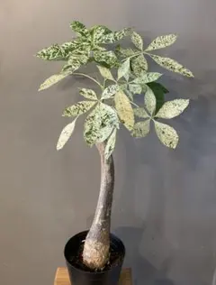 2026年最新】パキラミルキーウェイ・・の人気アイテム - メルカリ