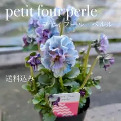 2026年最新】プティフール ビオラの人気アイテム - メルカリ