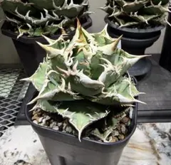 2026年最新】アガベ白豪刺の人気アイテム - メルカリ