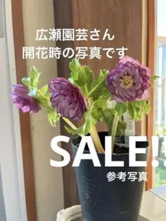 2026年最新】広瀬園芸の人気アイテム - メルカリ