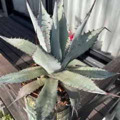 2026年最新】アガベ パリー ネオメキシカーナの人気アイテム - メルカリ