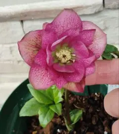 2026年最新】曽田園芸の人気アイテム - メルカリ