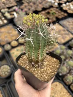 2026年最新】群星冠 メスの人気アイテム - メルカリ