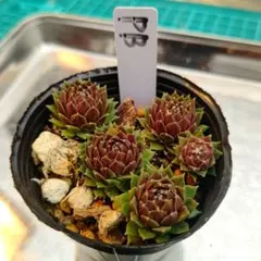 2026年最新】センペルビウムの人気アイテム - メルカリ