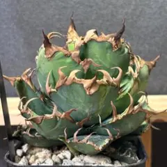 2026年最新】アガベ シーザー 子株の人気アイテム - メルカリ