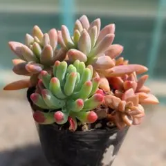 2026年最新】多肉 ブロンズ姫の人気アイテム - メルカリ