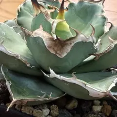 2026年最新】アガベ オアハカ 現地の人気アイテム - メルカリ