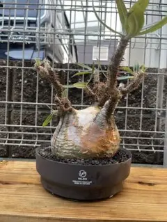 2026年最新】VALIEMの人気アイテム - メルカリ