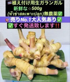 2026年最新】ガランガル苗の人気アイテム - メルカリ