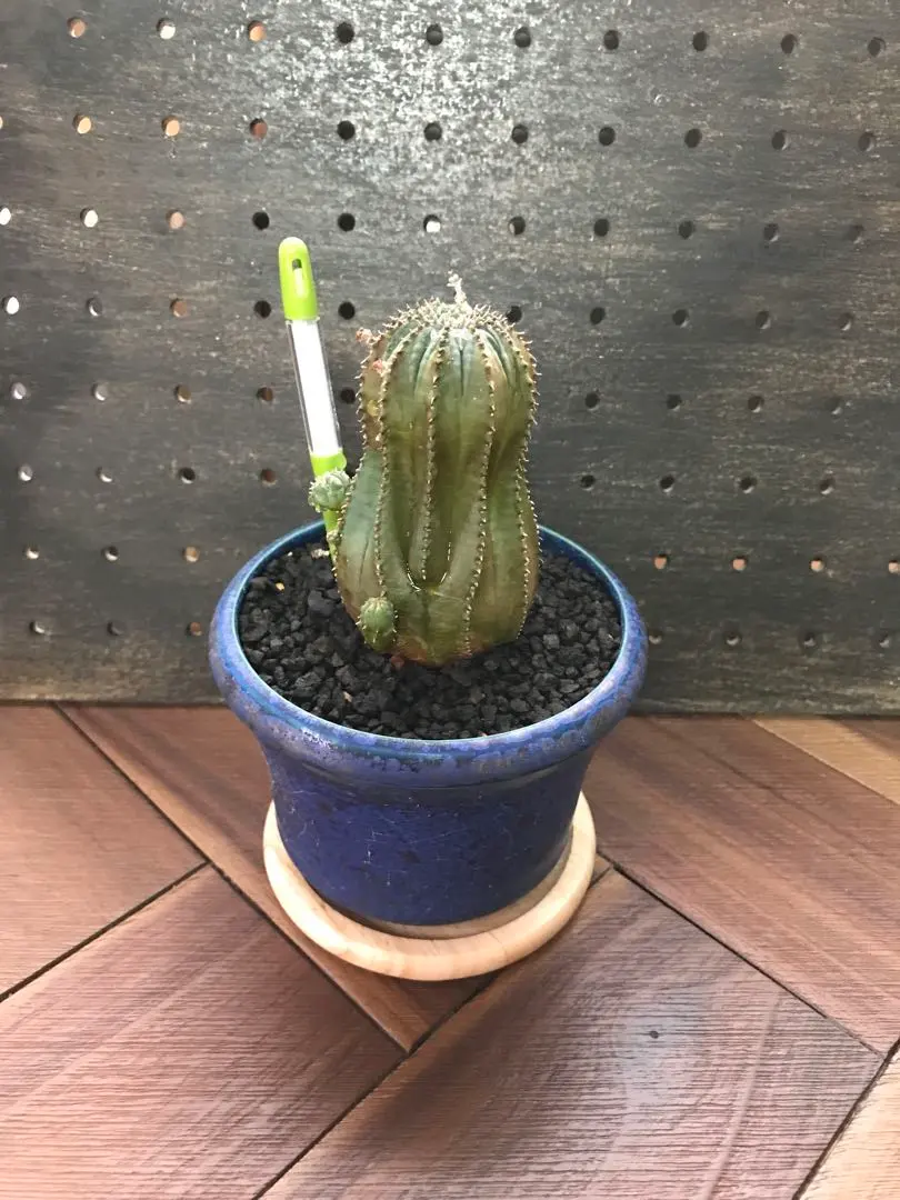 2026年最新】宮下将太の人気アイテム - メルカリ