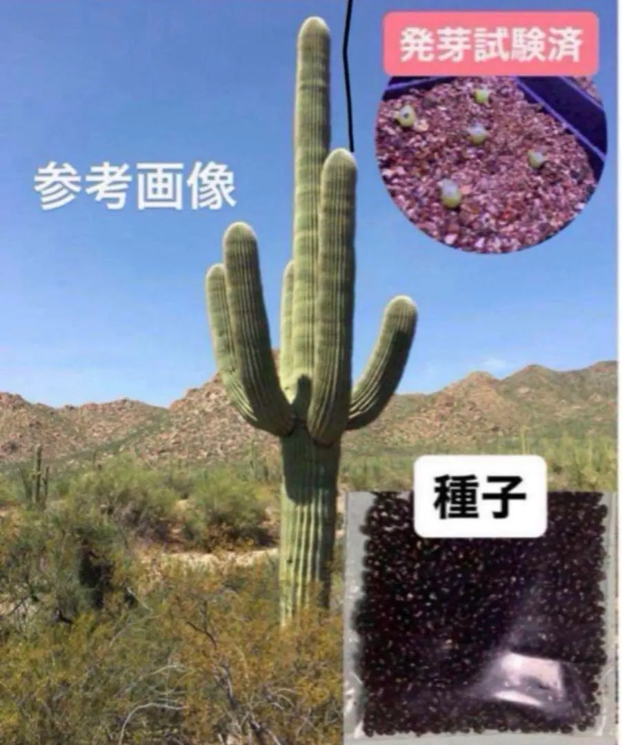 2026年最新】弁慶柱の人気アイテム - メルカリ