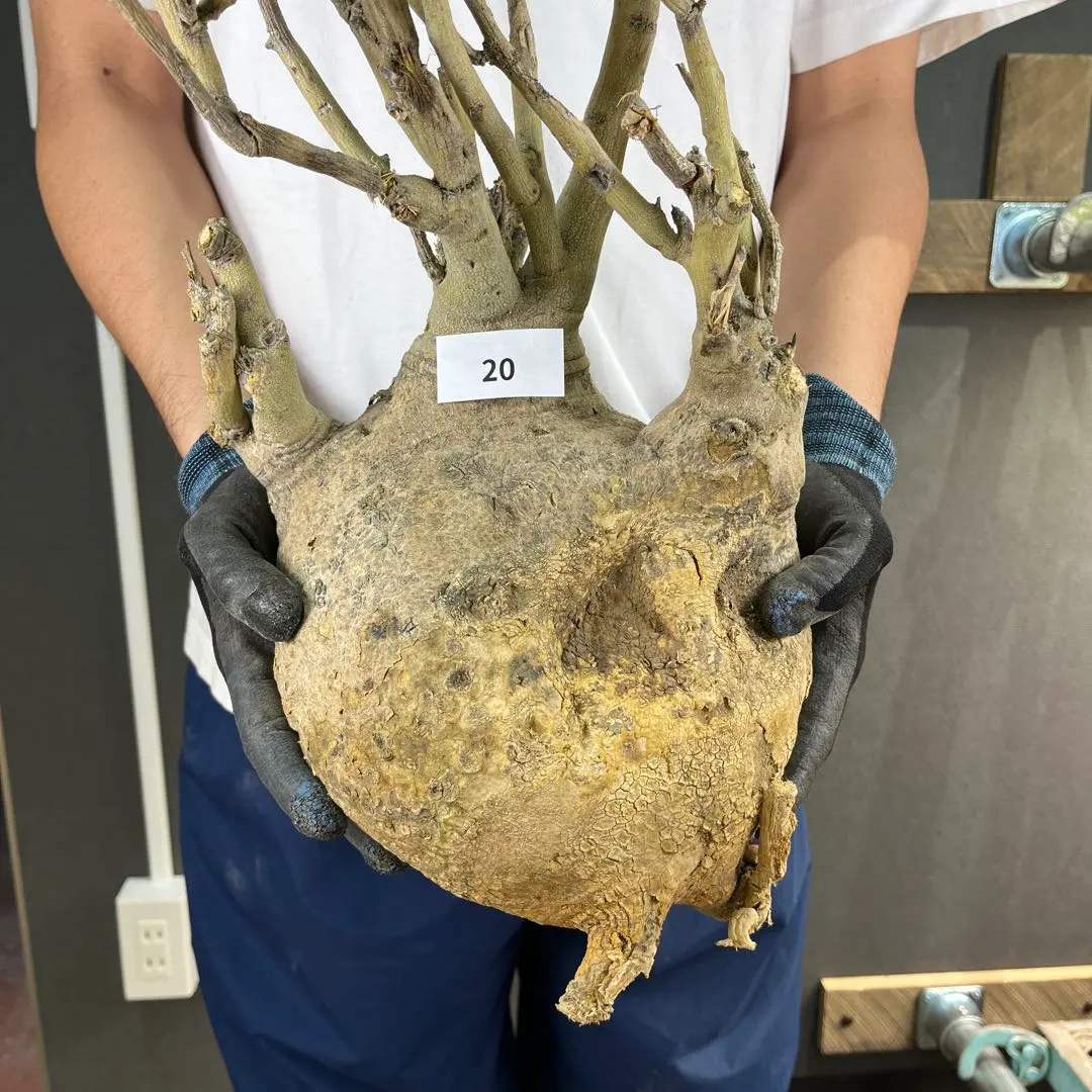 2026年最新】アデニア ペチュエリーの人気アイテム - メルカリ