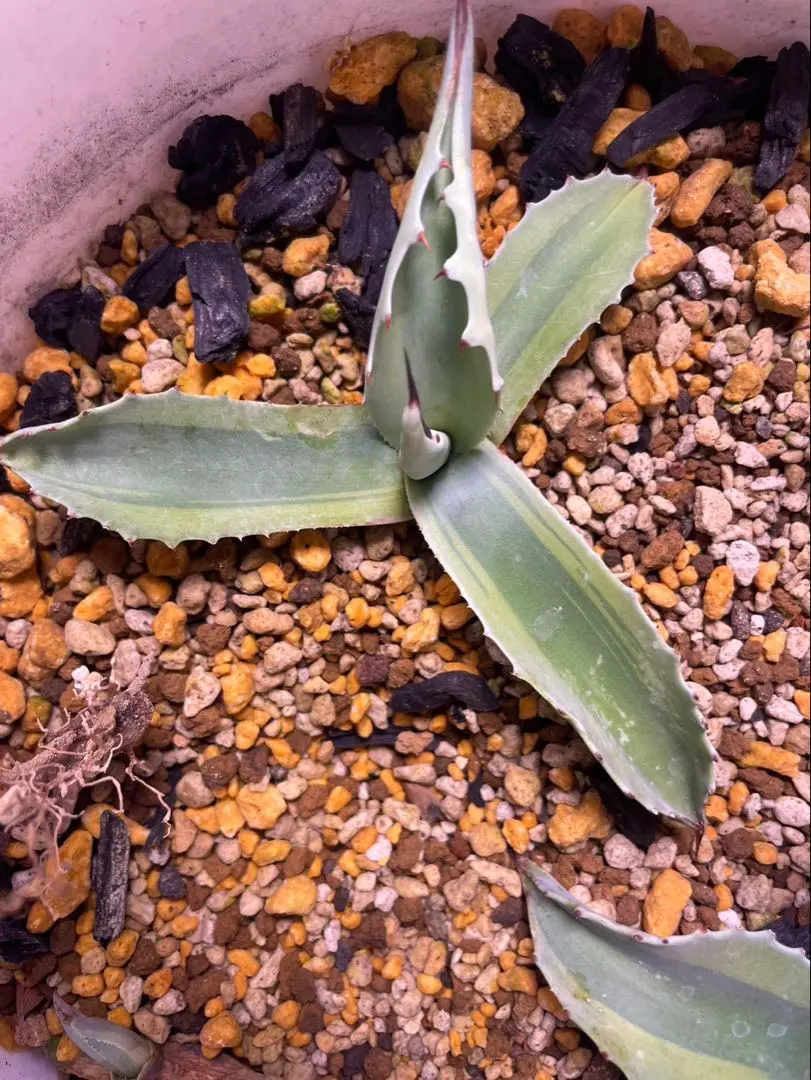 2026年最新】アガベオバティフォリアオルカの人気アイテム - メルカリ