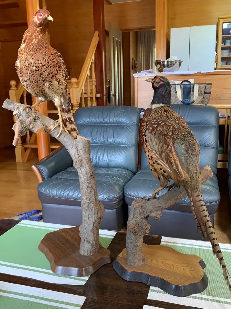 2026年最新】キジ 剥製の人気アイテム - メルカリ