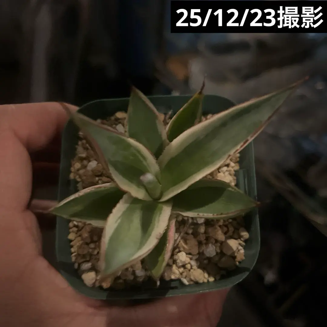 2026年最新】アガベ スノーグローの人気アイテム - メルカリ