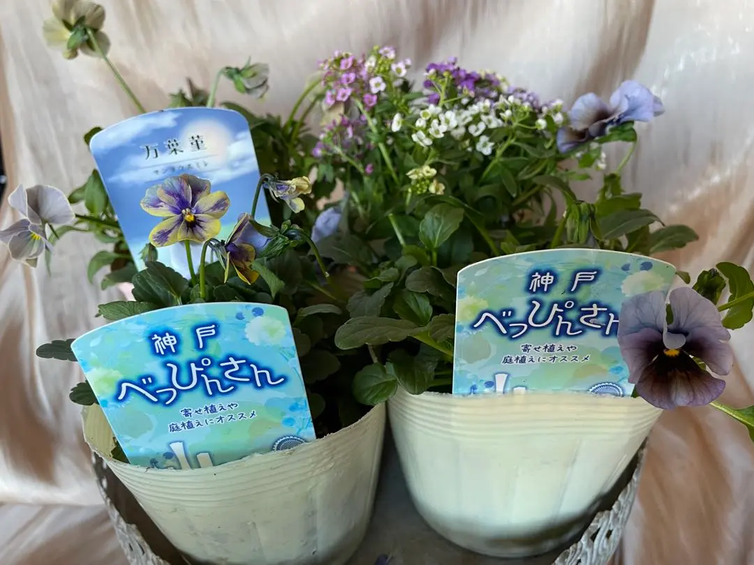 2026年最新】神戸べっぴん 夢紡ぎの人気アイテム - メルカリ