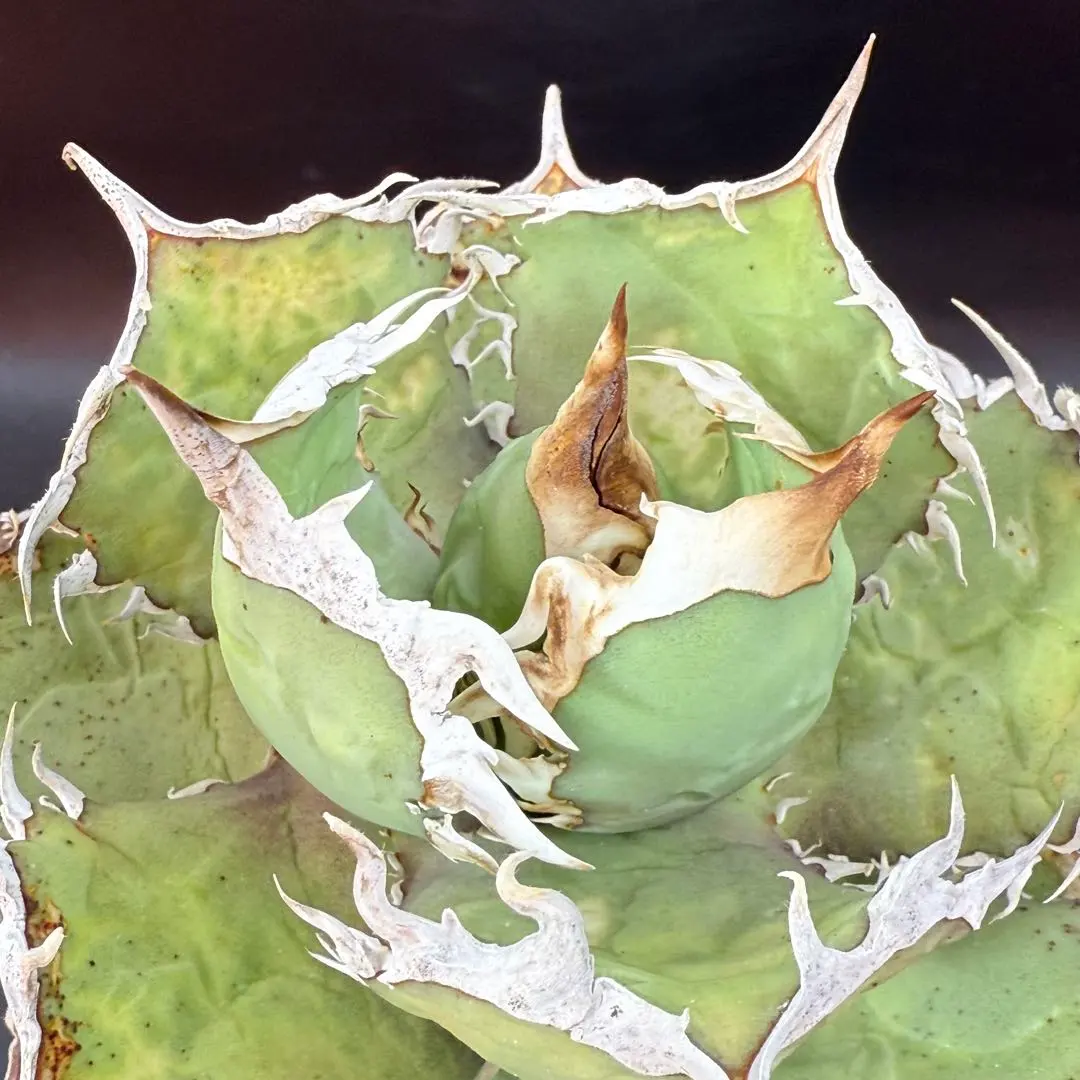 2026年最新】ホワイトホーク アガベの人気アイテム - メルカリ