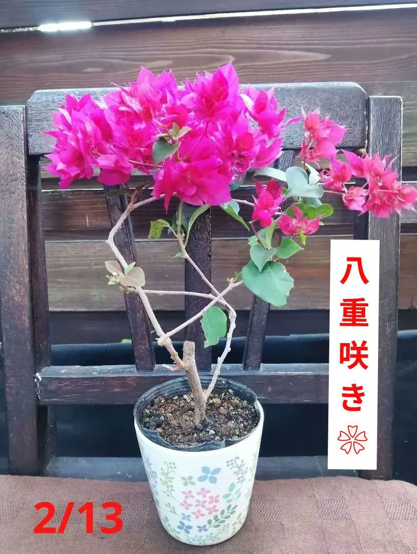 2026年最新】ブーゲンビリア 盆栽の人気アイテム - メルカリ