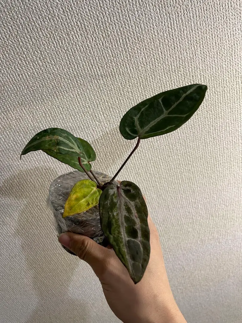 2026年最新】アンスリウム ミシェルの人気アイテム - メルカリ