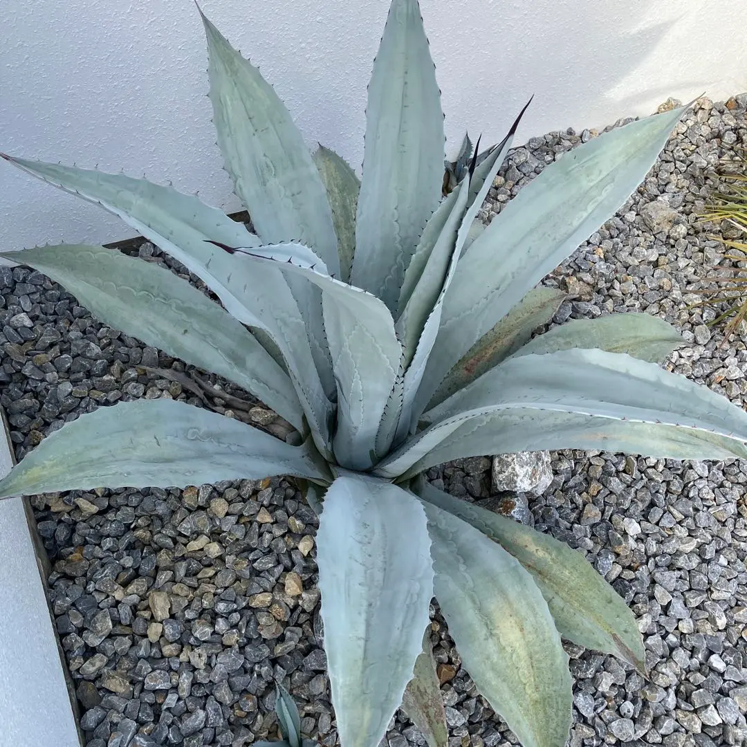 2026年最新】フランゾシニーの人気アイテム - メルカリ