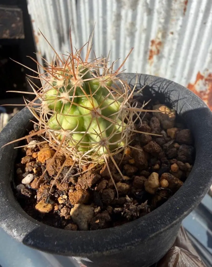 2026年最新】鯱 多肉の人気アイテム - メルカリ