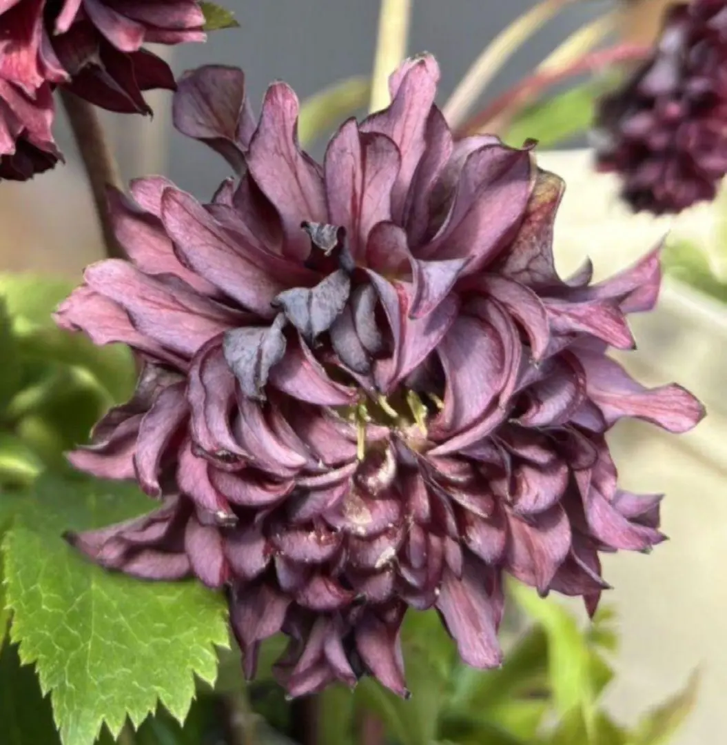 2026年最新】広瀬園芸のクレオパトラの人気アイテム - メルカリ